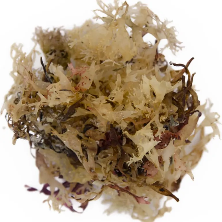 Pit&Pit Iers mos bio Cheap