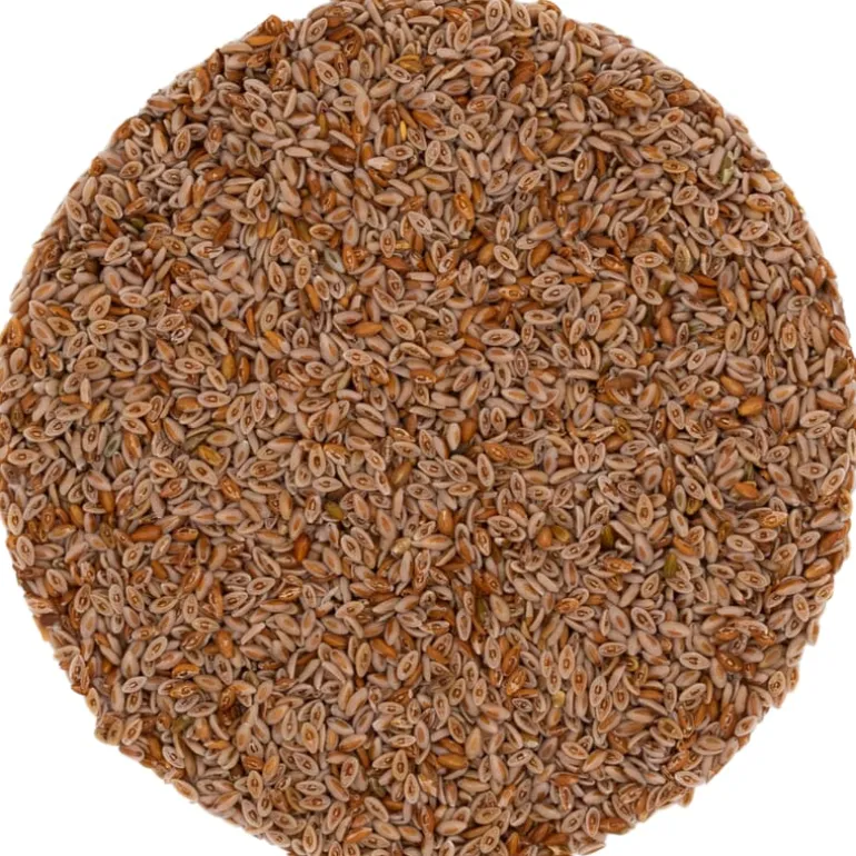 Pit&Pit Psylliumzaad bio Best Sale