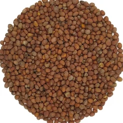 Pit&Pit Radijszaad kiemzaden bio Flash Sale